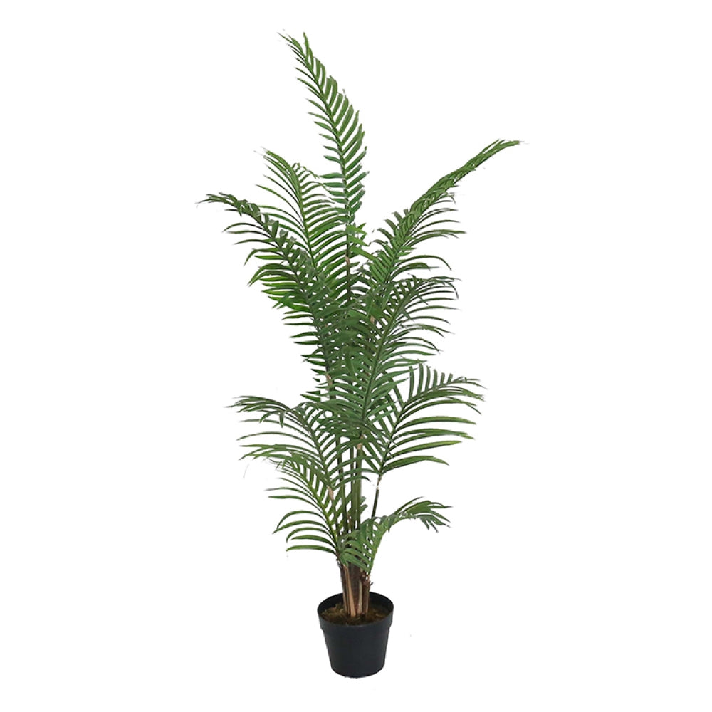 Decorative Hawaii Kwai Tree In Pot