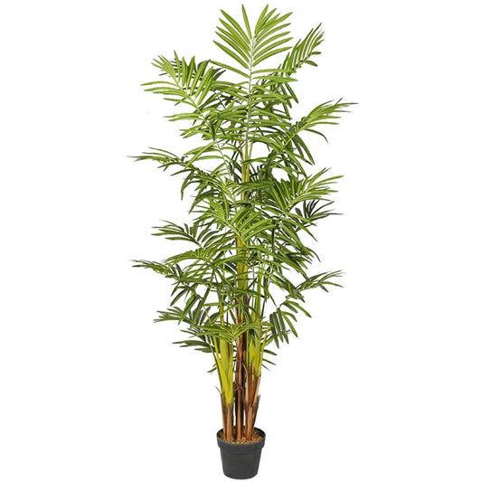 Golden Cane Natural Areca Plant