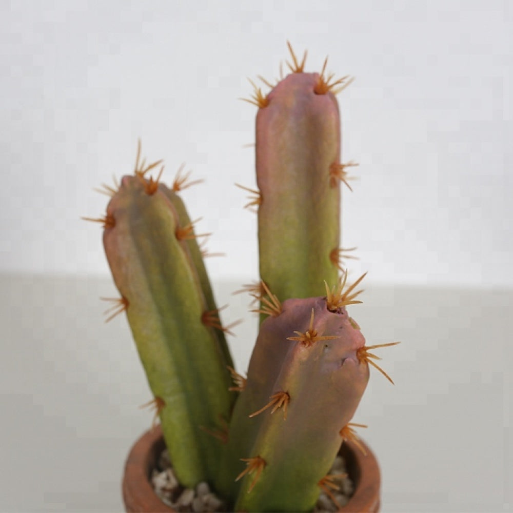 Realistic Looking Artificial Cactus Decor