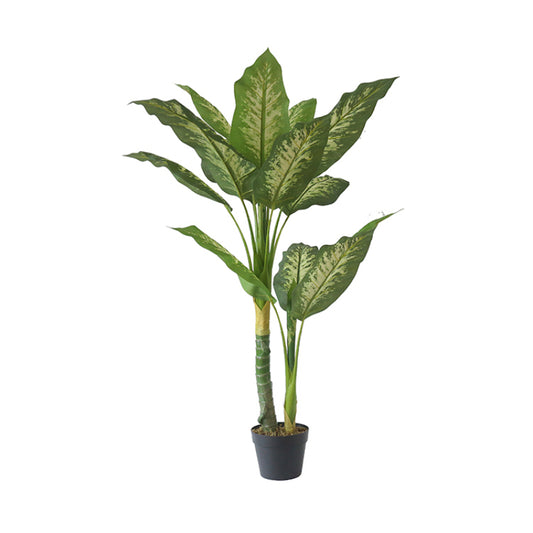 Dieffenbachia Indoor Decorative Tree