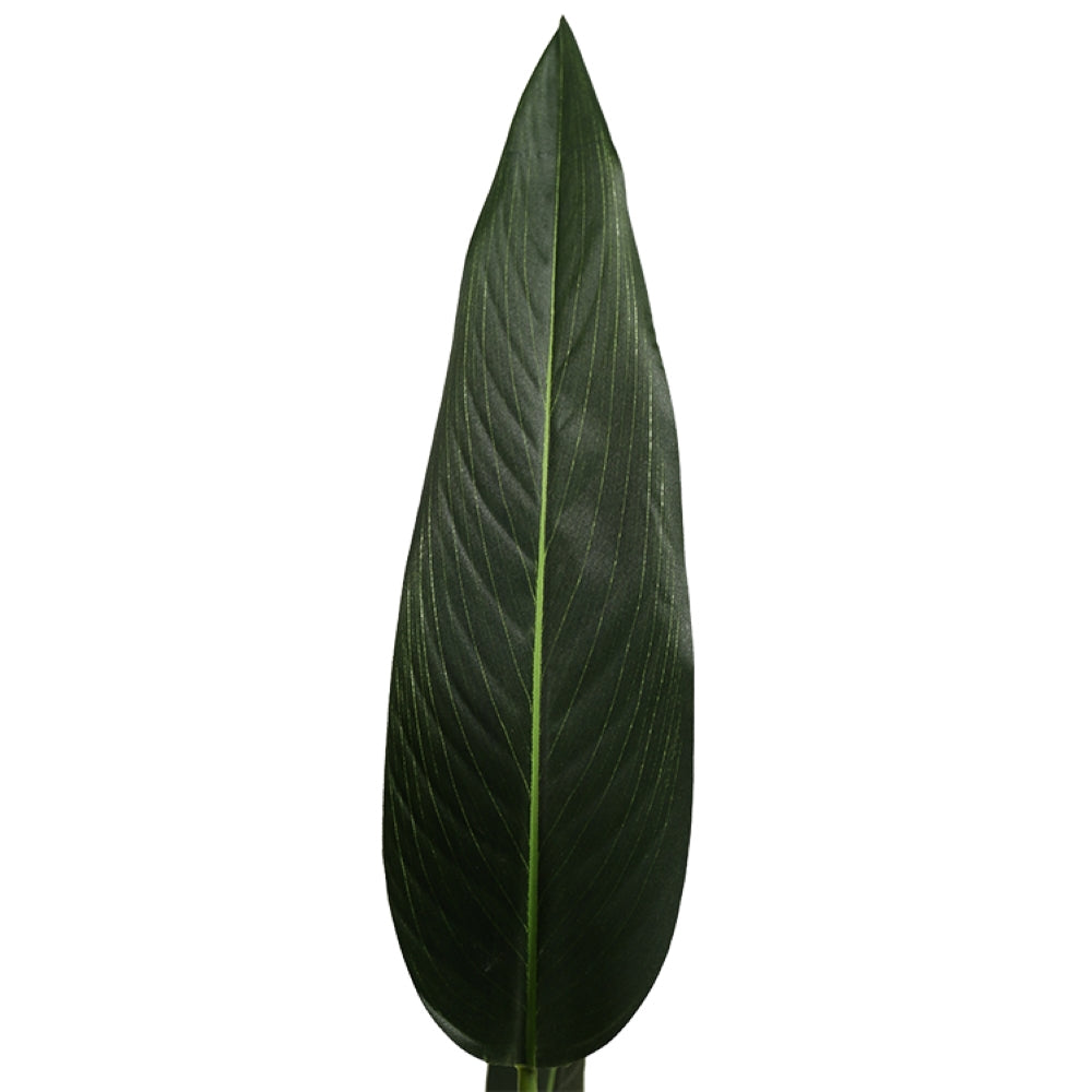 Strelitzia Reginae Plant For Decor Home