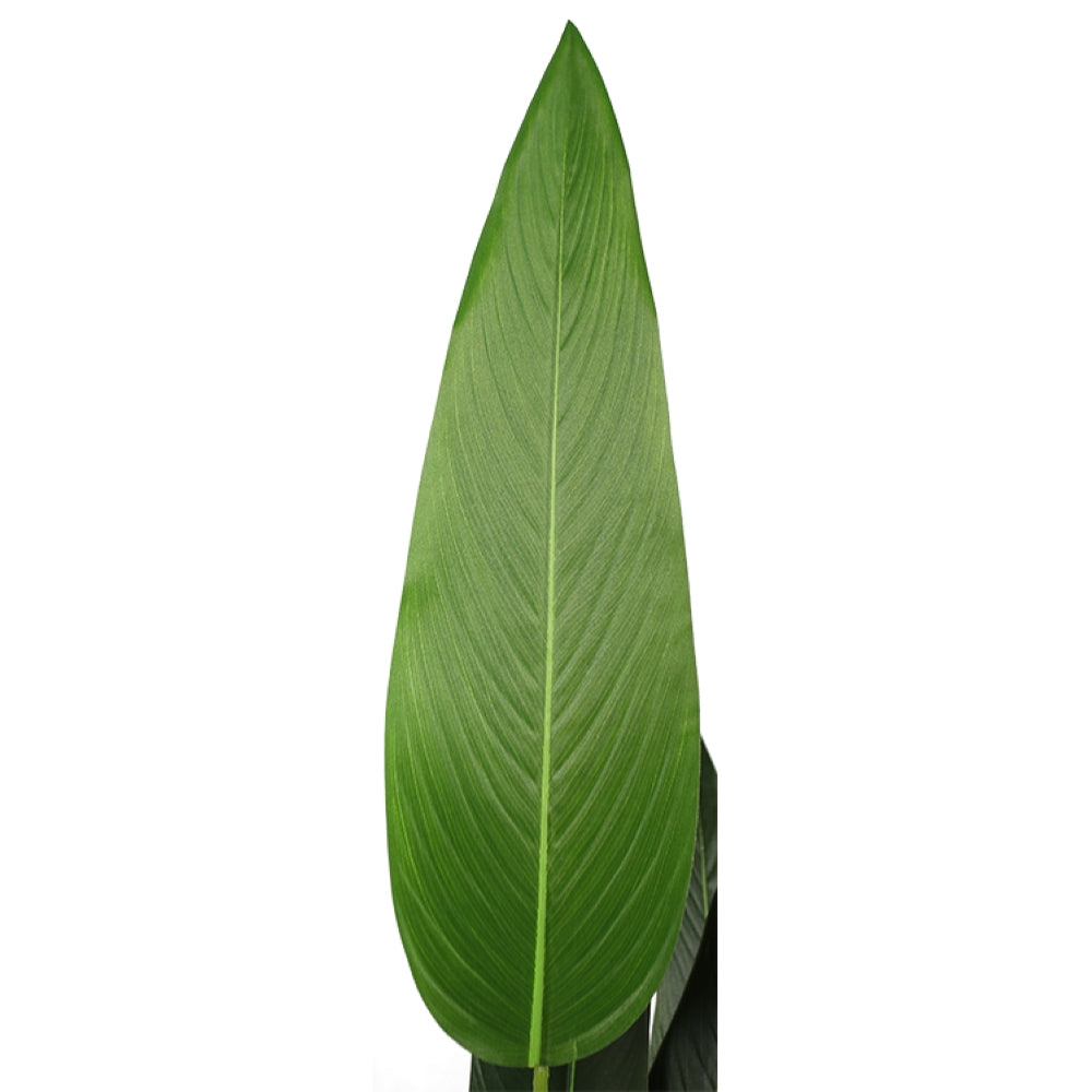 Strelitzia Reginae Plant For Decor Home