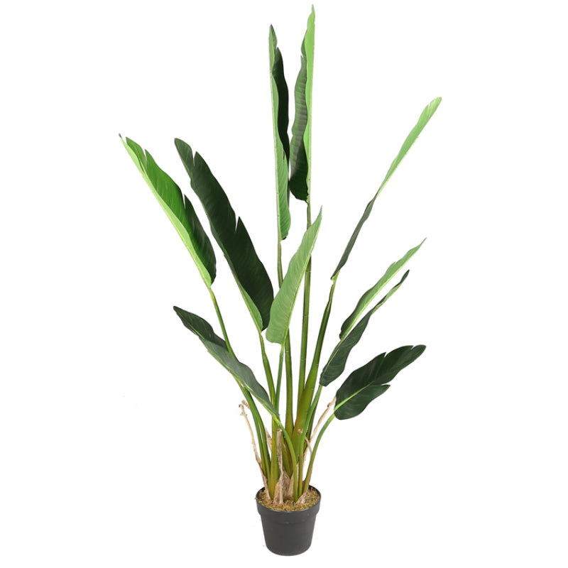 Bird Of Paradise Floor Plant