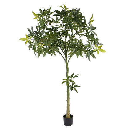 Pachira Glabra Tree For Home Decor